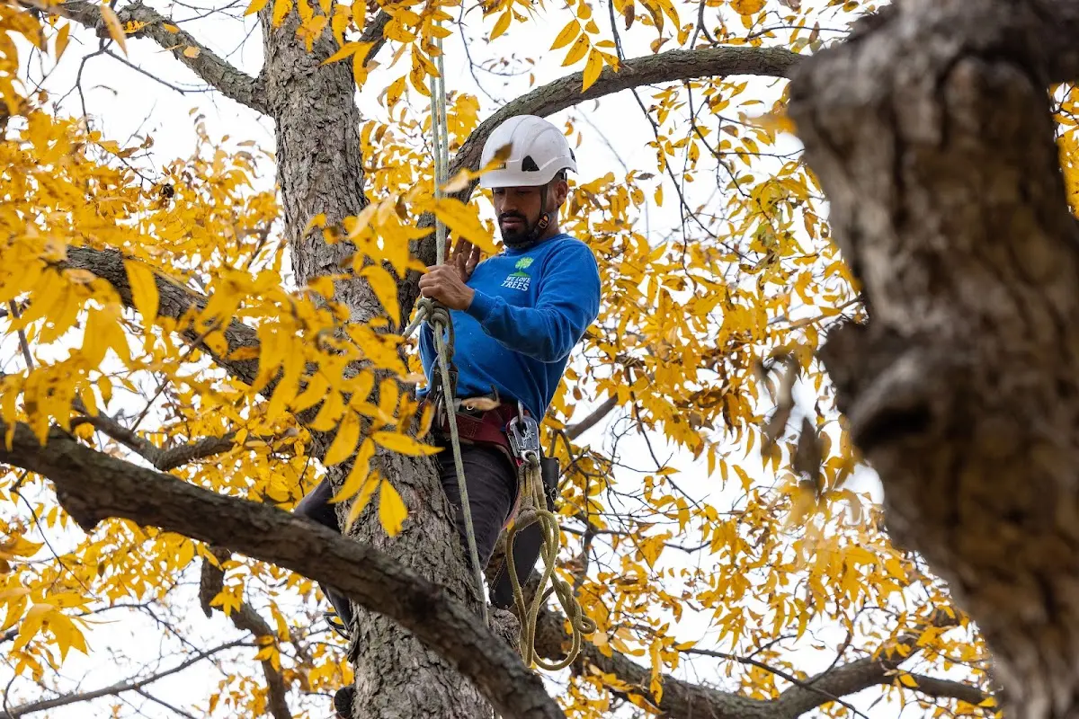 Skilled Tree Disease Treatment crew working in Primghar